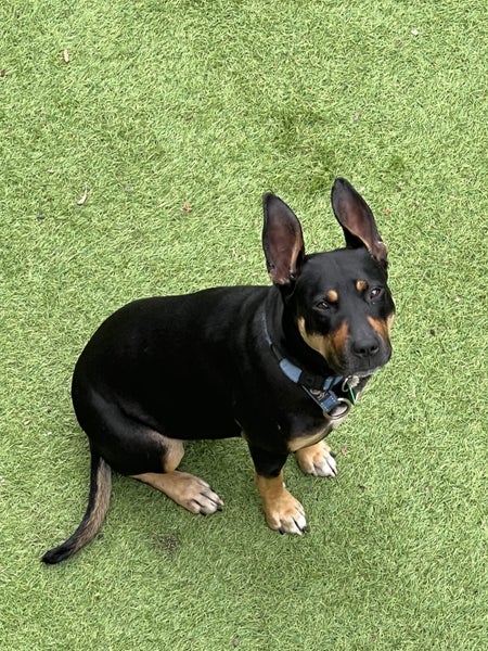 Free - Intelligent Dog - Australian Kelpie Carousel 1