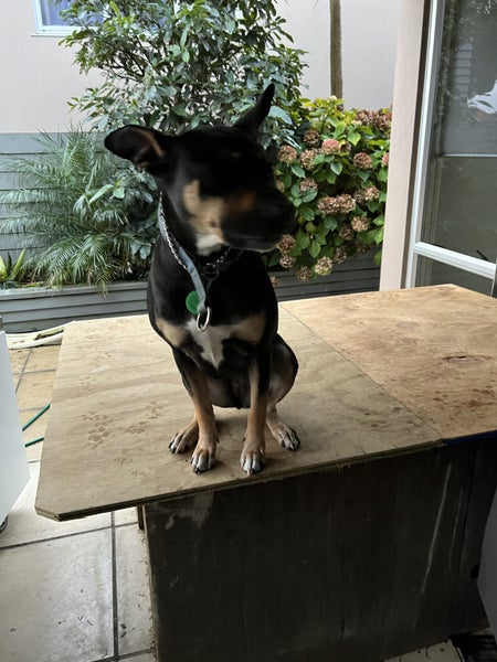 Free - Intelligent Dog - Australian Kelpie Carousel 2