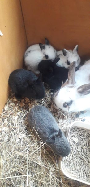 NETHERLAND DWARF BABY BUNNIES Carousel 1