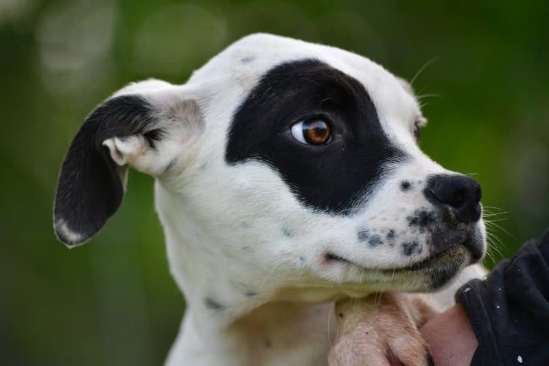Arrow - sweet Boxer x, pound puppy rescue. Very friendly with people and dogs Carousel 1