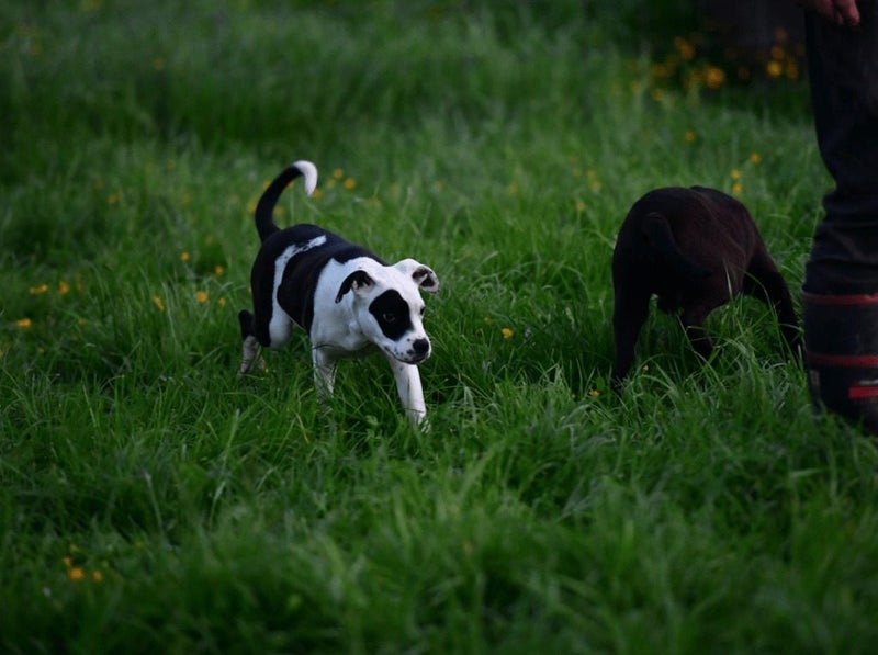 Arrow - sweet Boxer x, pound puppy rescue. Very friendly with people and dogs Carousel 3