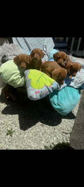 Miniature dachshunds64407691246466110