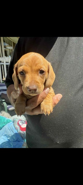 Miniature dachshunds64407691246466111