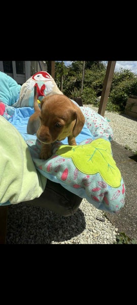 Miniature dachshunds64407691246466112