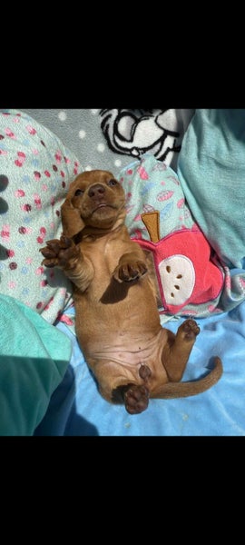 Miniature dachshunds64407691246466113