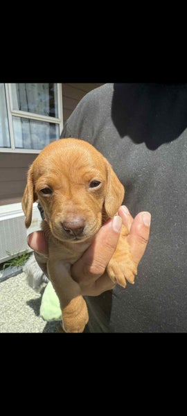 Miniature dachshunds64407691246466114