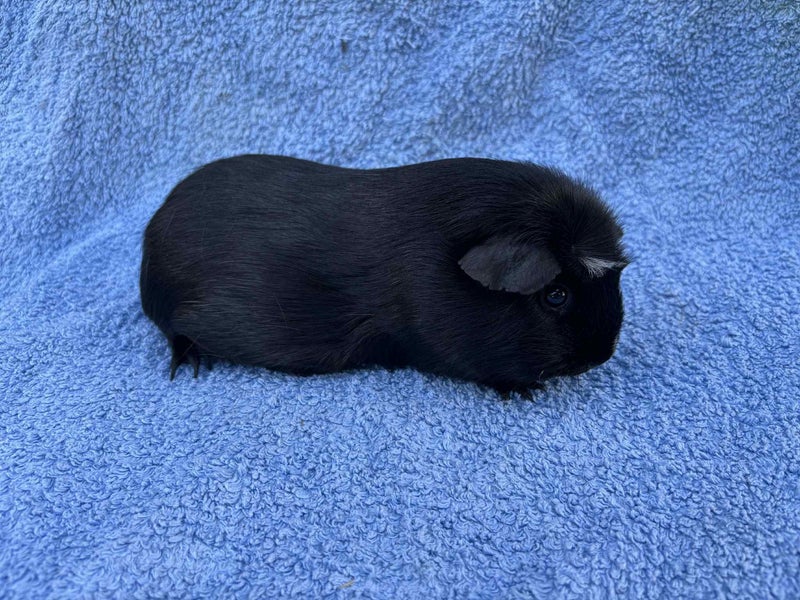 Healthy baby Guinea Pigs Carousel 2