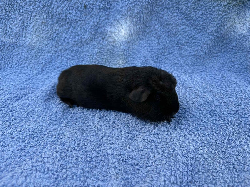 Healthy baby Guinea Pigs Carousel 11