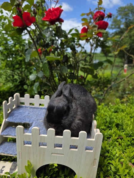 Netherland Dwarf rabbits Carousel 1