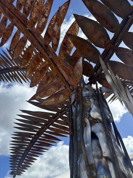 NZ Fern Tree - By Studio Slade64416419046659114