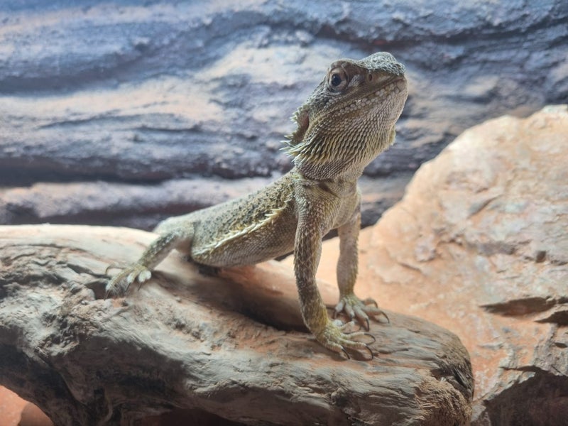 Bearded dragon and terrarium Carousel 10
