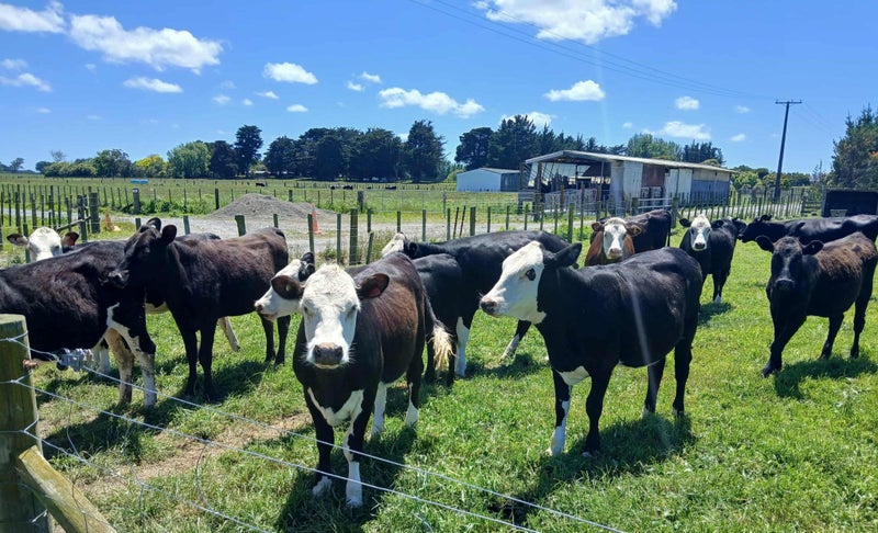 17 Yearling Beef Cross Cattle64416920345089111