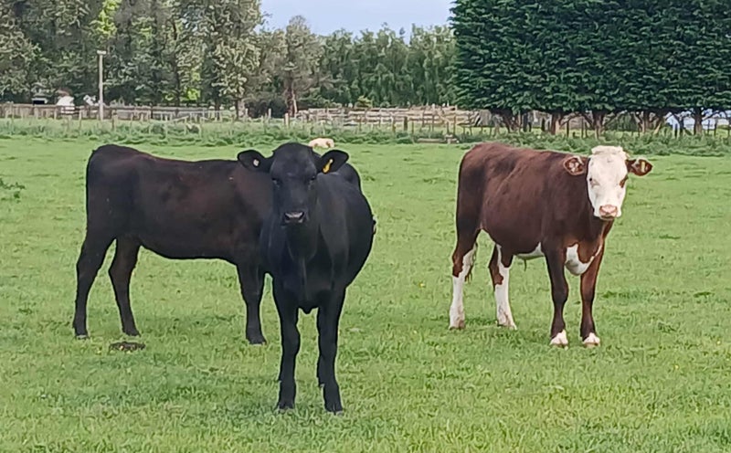 17 Yearling Beef Cross Cattle64416920345089112