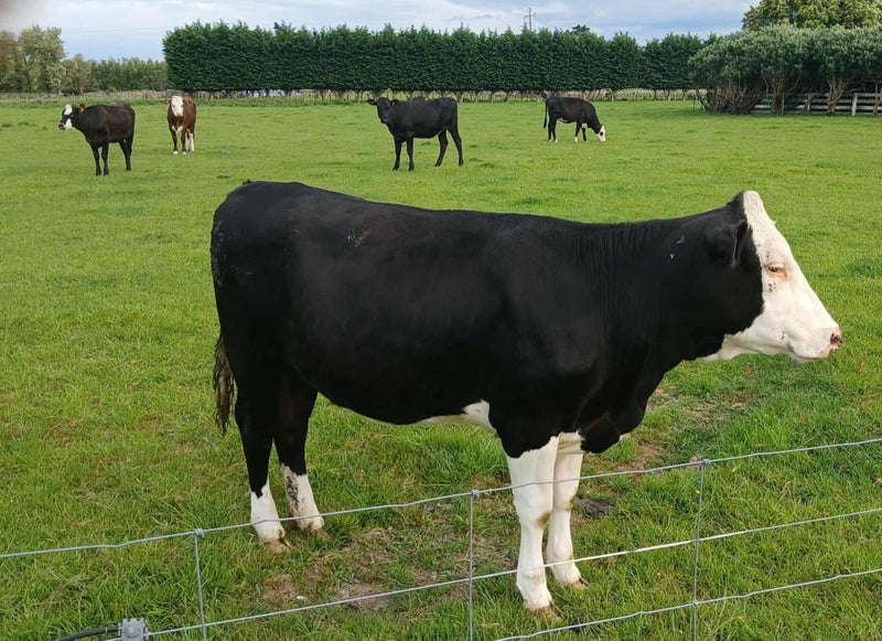 17 Yearling Beef Cross Cattle64416920345089114