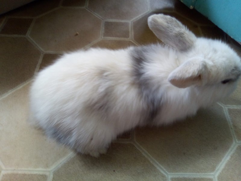 Purebred Mini lop bunnies Carousel 2