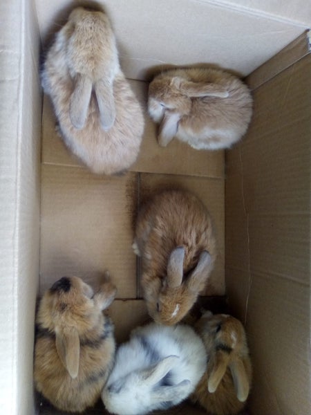 Purebred Mini lop bunnies Carousel 1