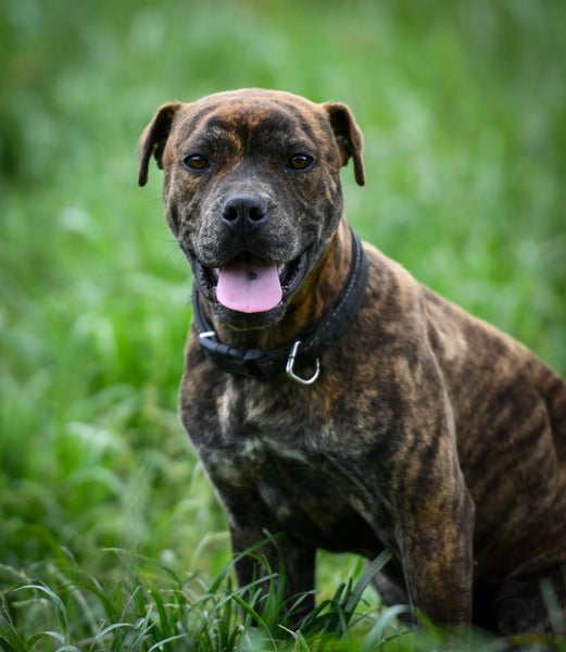 Sierra - 5 months old Pound Rescue, very gentle, affectionate and friendly Carousel 1