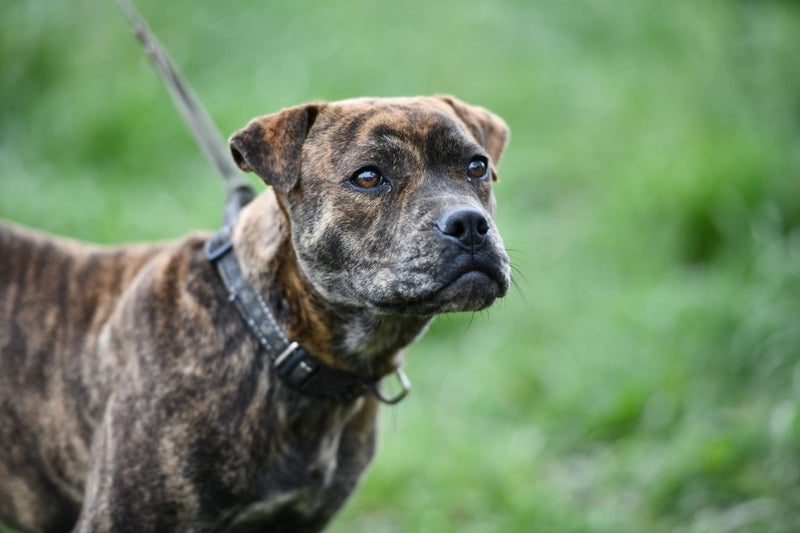 Sierra - 5 months old Pound Rescue, very gentle, affectionate and friendly Carousel 2
