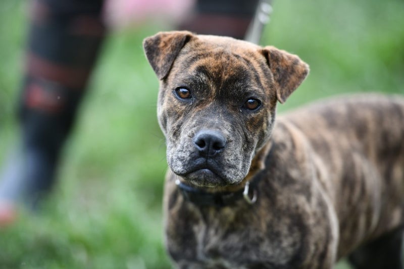 Sierra - 5 months old Pound Rescue, very gentle, affectionate and friendly Carousel 5