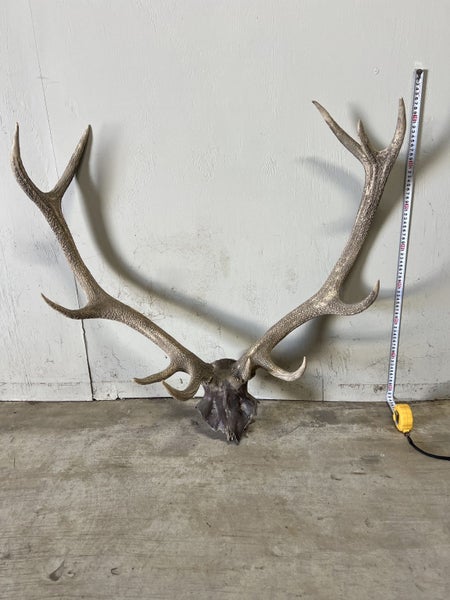 Deer Skull with Antlers – 11-Point Set Carousel 2