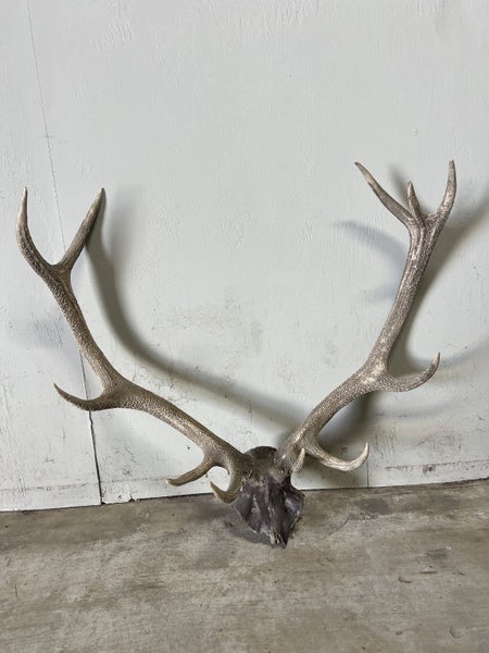 Deer Skull with Antlers – 11-Point Set Carousel 1