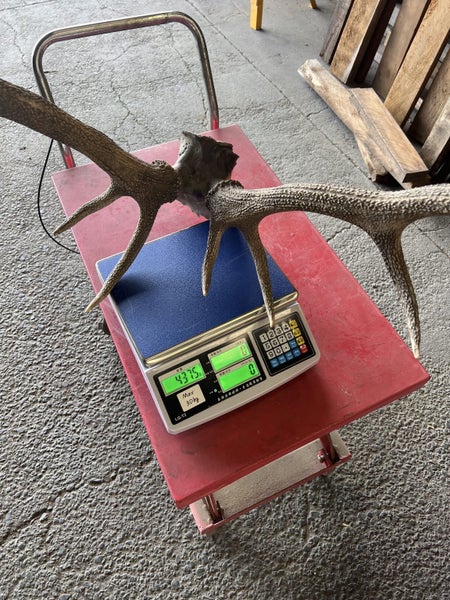 Deer Skull with Antlers – 11-Point Set Carousel 10