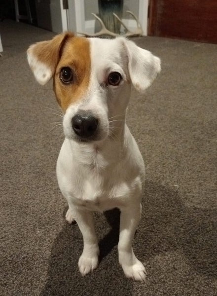 Your new pal Lulu - Jack Russell Terrier Carousel 1