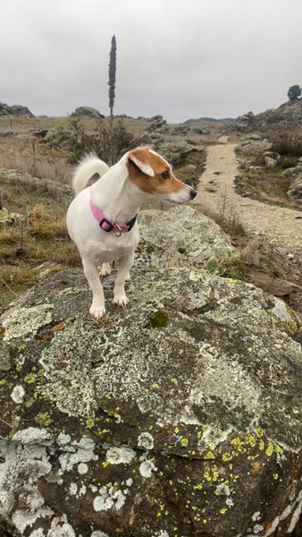 Your new pal Lulu - Jack Russell Terrier Carousel 2