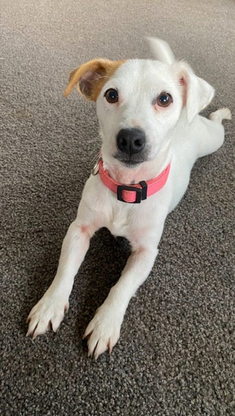 Mini - Jack Russell Terrier Carousel 1