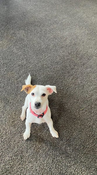 Mini - Jack Russell Terrier Carousel 2