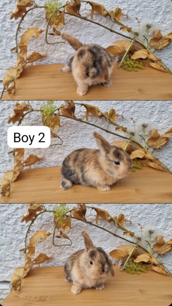 Purebread minilop rabbits Carousel 2