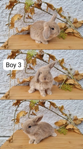 Purebread minilop rabbits Carousel 1