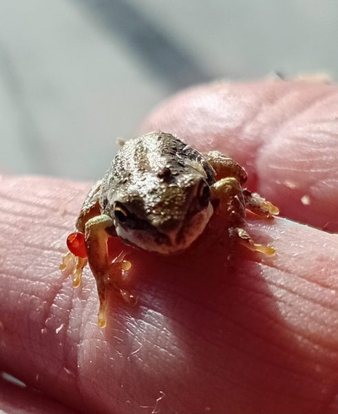 Baby Brown Whistling Tree Frog Carousel 1