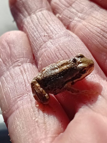 Baby Brown Whistling Tree Frog Carousel 2