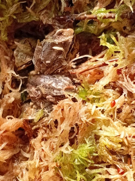 Baby Brown Whistling Tree Frog Carousel 5