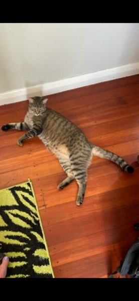 LOST June 2025 (Taiga) Bengal/Chinchilla male Seatoun/Strathmore Area Carousel 1