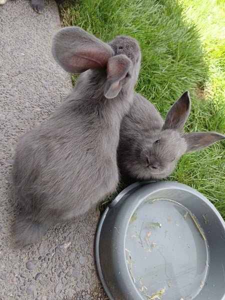 Purebred Flemish Giants Carousel 2