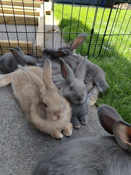 Purebred Flemish Giants Carousel 1