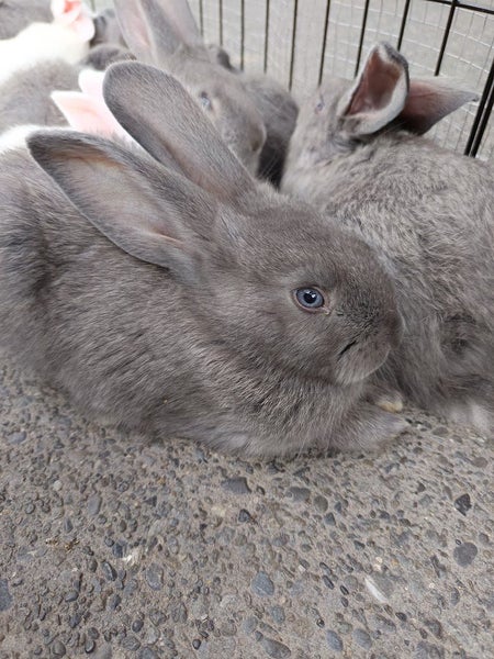 Purebred Flemish Giants Carousel 8