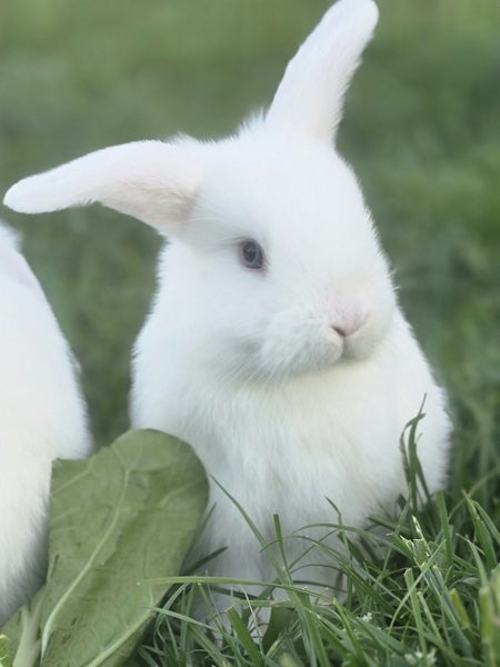 Purebred Minilops Carousel 1