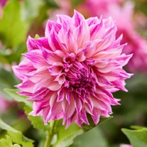 Dahlia Cafe au Lait Royal potted dusky blend of lighter and darker pinks Carousel 1