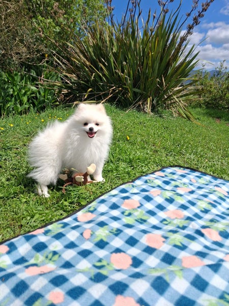 Gorgeous Pomeranian Puppy64437860136066110