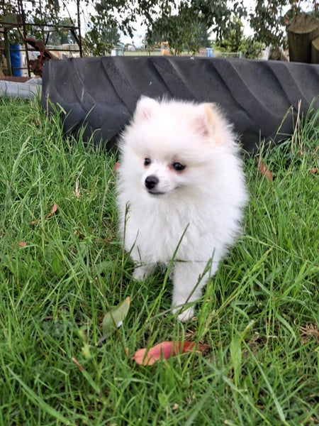 Gorgeous Pomeranian Puppy64437860136066112