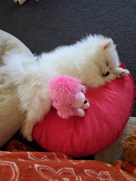 Gorgeous Pomeranian Puppy64437860136066113