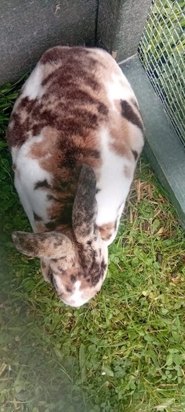 ** CUTE BUNNIES for SALE** Carousel 7