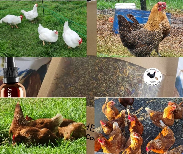 Chicken Health Pack Carousel 4