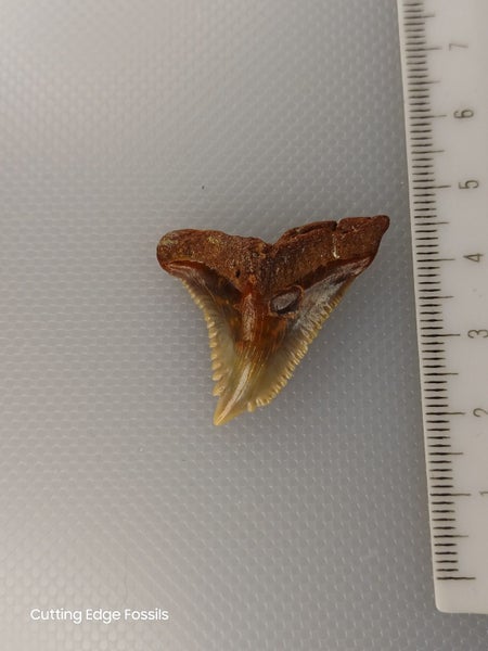 Snaggletooth Fossil Shark Tooth - 35mm / 1.4" Carousel 2