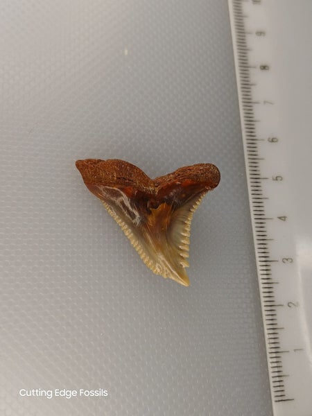 Snaggletooth Fossil Shark Tooth - 35mm / 1.4" Carousel 1