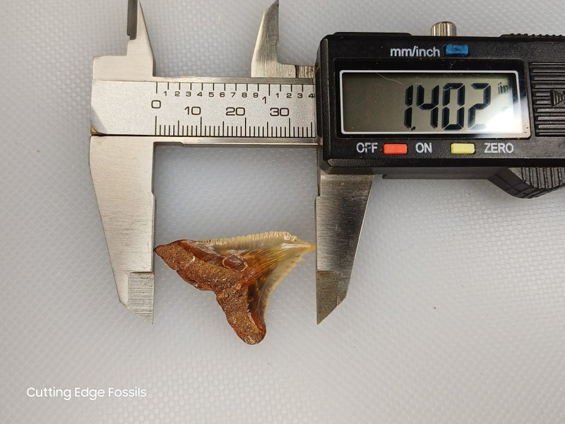 Snaggletooth Fossil Shark Tooth - 35mm / 1.4" Carousel 6