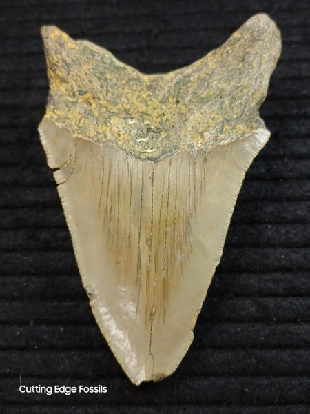 Megalodon Fossil Shark Tooth - 105mm / 4.2" Carousel 1